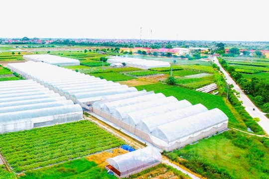 Huyện Gia Lộc có diện tích nhà màng, nhà lưới vượt 149% chỉ tiêu kế hoạch đề ra